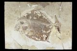 Cretaceous Fossil Fish (Paleobalistum) - Lebanon #162778-1